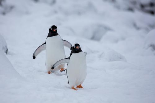 Penguins